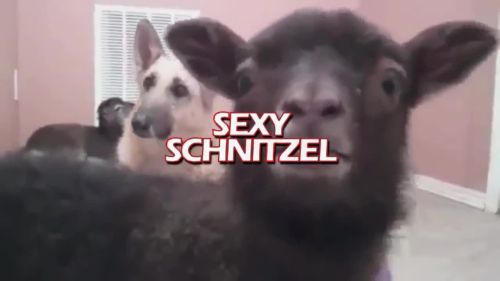 Sexy Schnitzel